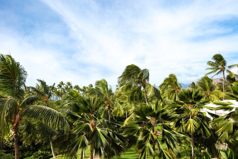 FOUR SEASONS RESORT OAHU AT KO OLINA - Photo 77